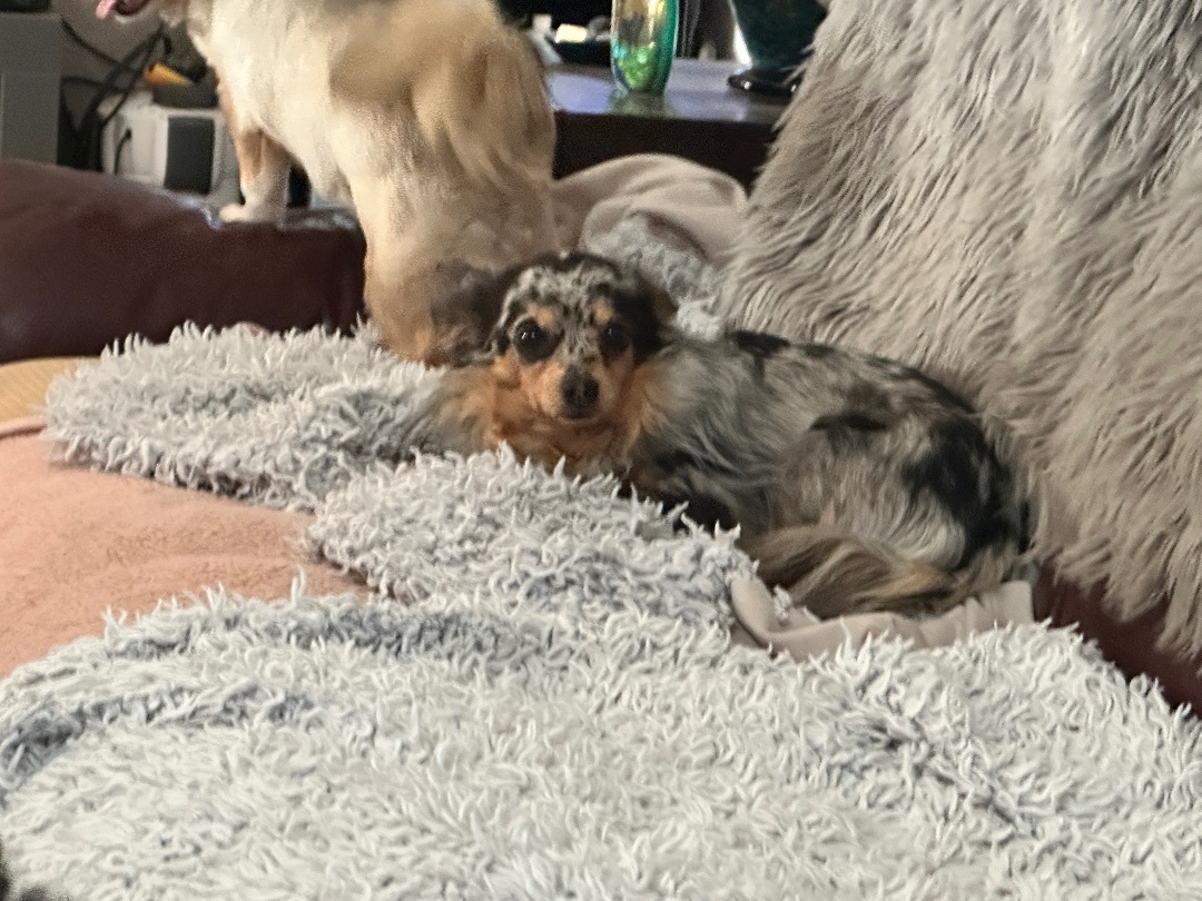 Enlarge Scooter, a Adopted Chihuahua in Prague, OK image 6/6