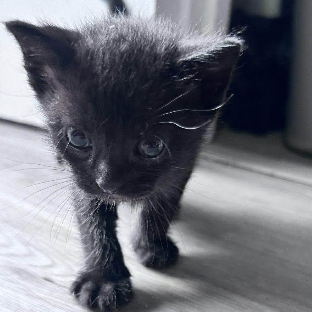 Biscuit, an adopted Domestic Short Hair in Arlington, VA image 4/5