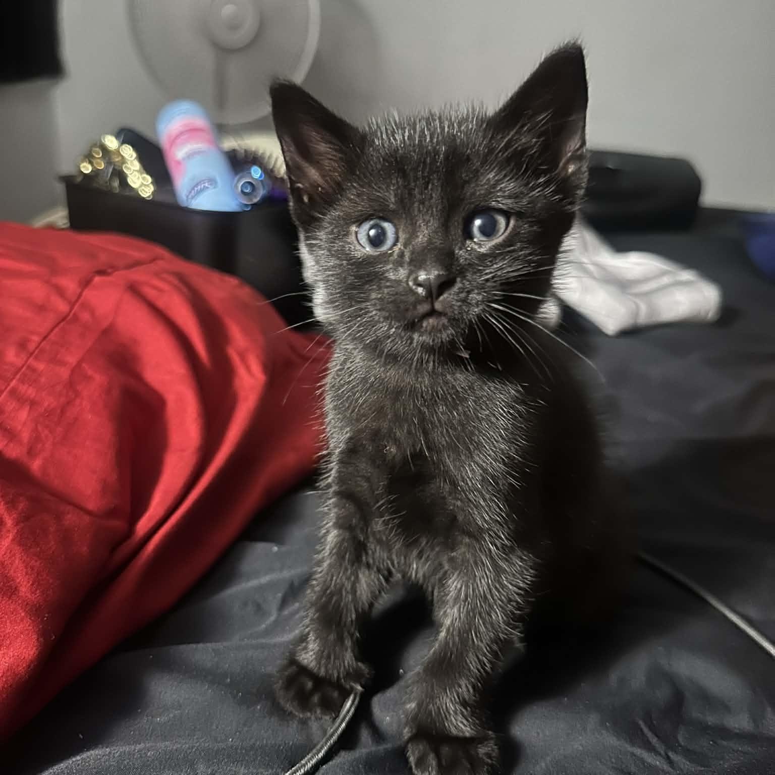 Biscuit, an adopted Domestic Short Hair in Arlington, VA image 2/5