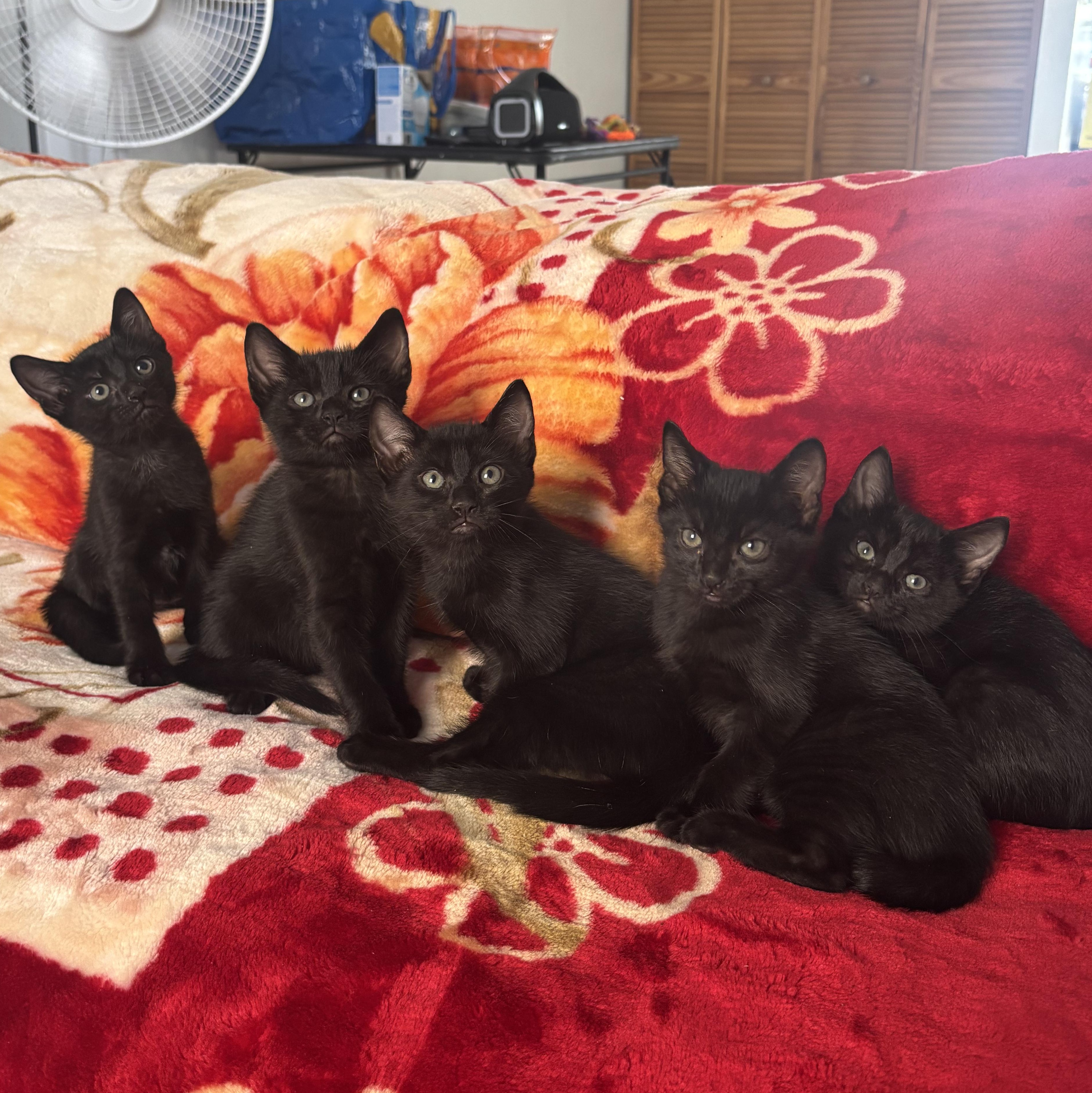 Biscuit, an adopted Domestic Short Hair in Arlington, VA image 5/5