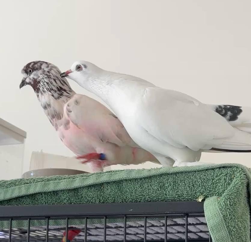 Enlarge Henri w/Lady Godiva, a Adoptable Pigeon in San Francisco, CA image 1/3