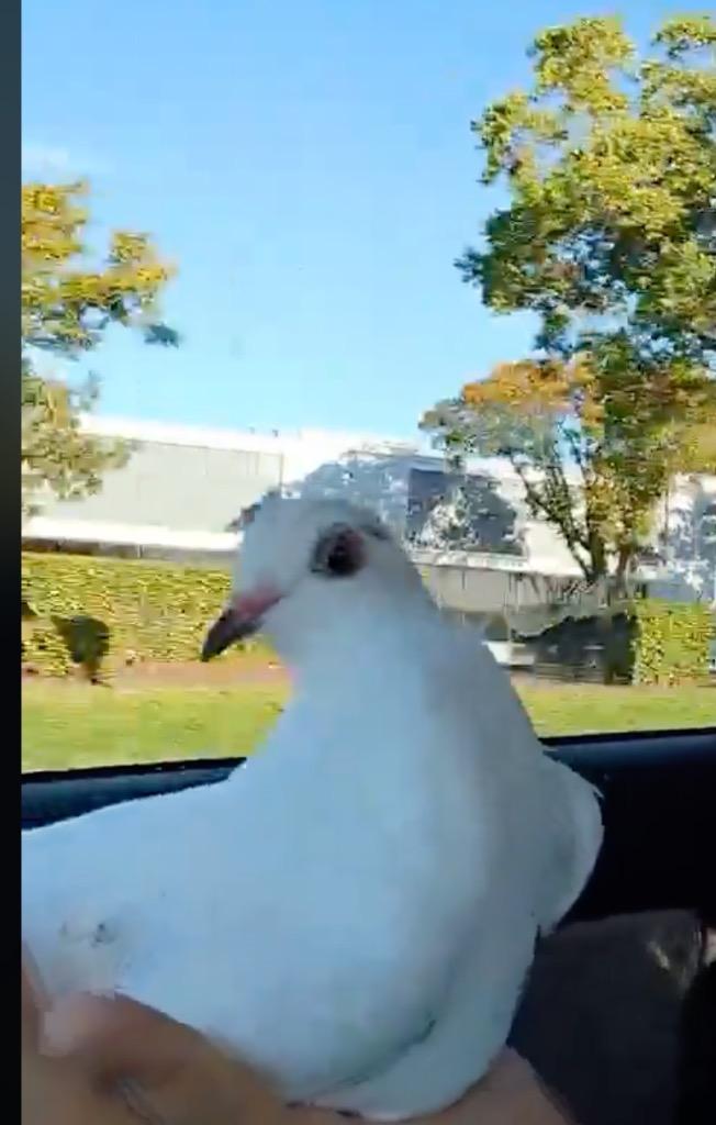 Enlarge Henri w/Lady Godiva, a Adoptable Pigeon in San Francisco, CA image 2/3