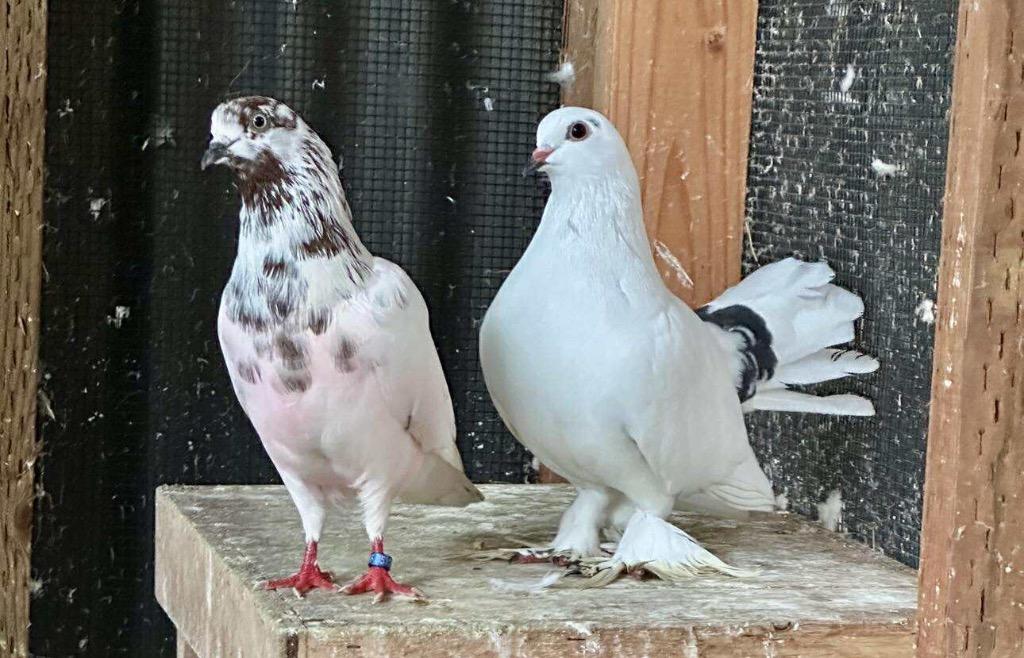 Enlarge Henri w/Lady Godiva, a Adoptable Pigeon in San Francisco, CA image 3/3