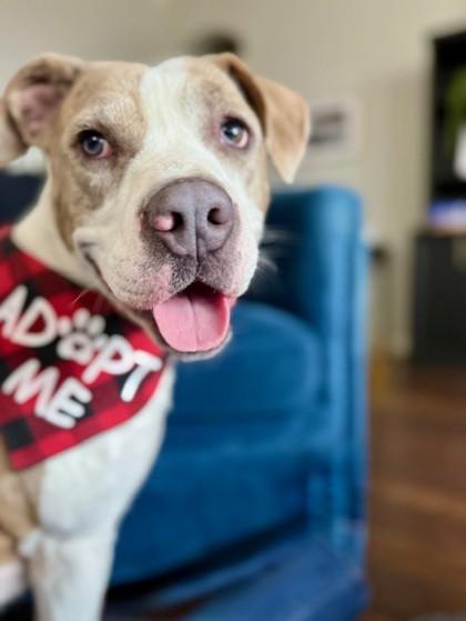 Banjo, Adoptable, Adult Male Mixed Breed & Mixed Breed.