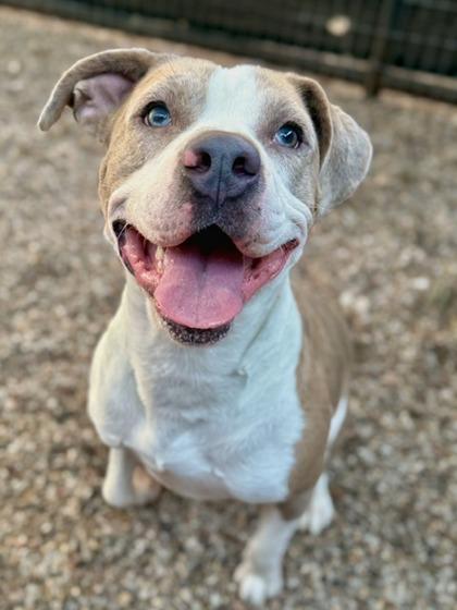 Banjo, Adoptable, Adult Male Mixed Breed & Mixed Breed.