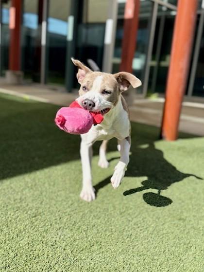 Banjo, Adoptable, Adult Male Mixed Breed & Mixed Breed.