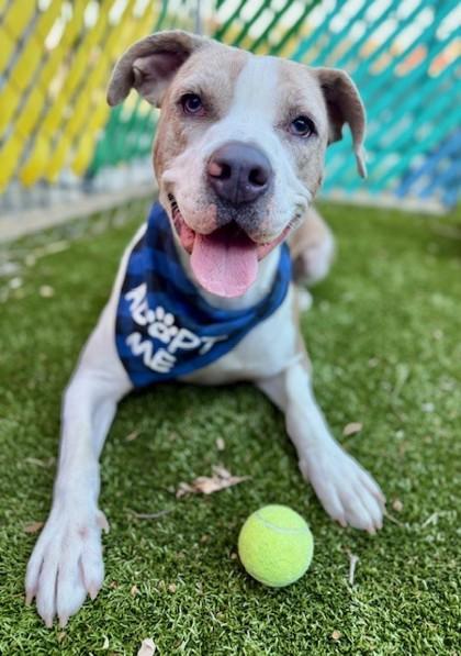 Banjo, Adoptable, Adult Male Mixed Breed & Mixed Breed.