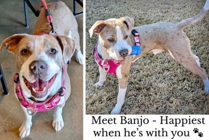 Enlarge Banjo, a Adoptable mixed breed in Fort Worth, TX image 2/3