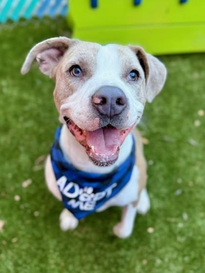 Enlarge Banjo, a Adoptable mixed breed in Fort Worth, TX image 3/3