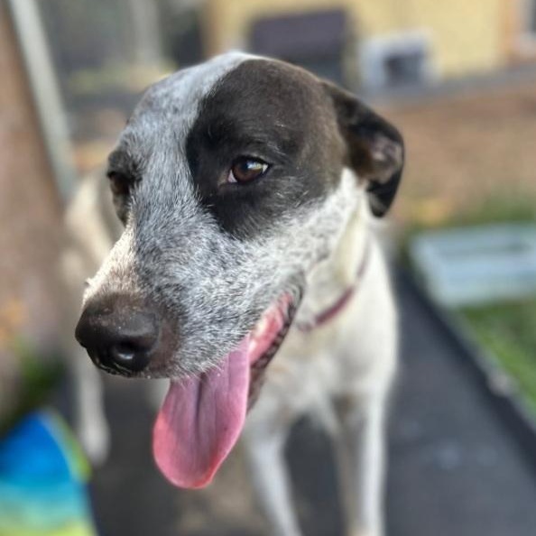 Enlarge Sonny, an adoptable mixed breed in Milner, GA image 5/6