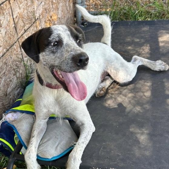 Enlarge Sonny, an adoptable mixed breed in Milner, GA image 6/6