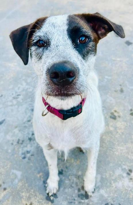 Enlarge Sonny, a Adoptable mixed breed in Milner, GA image 3/6