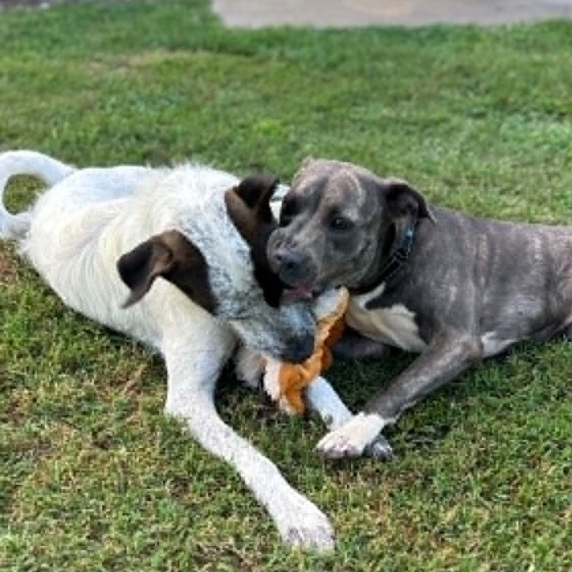 Enlarge Sonny, an adoptable mixed breed in Milner, GA image 4/6