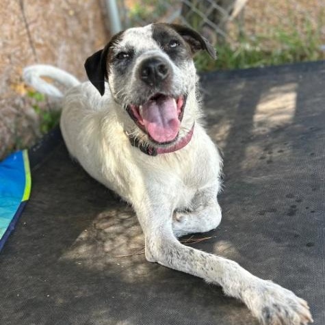 Sonny, adoptable, Young Male English Pointer & German Wirehaired Pointer.