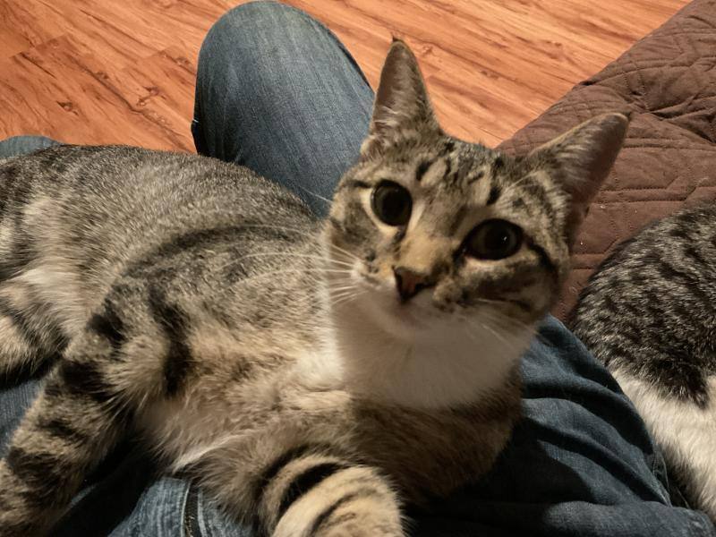 Jace & Jax, a Adoptable Tabby in Waverly, IA image 1/6