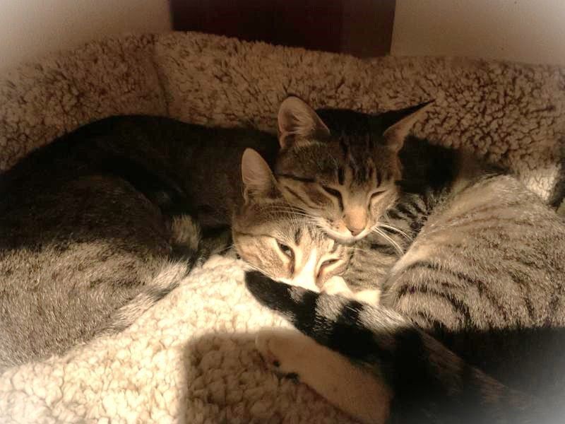 Jace & Jax, a Adoptable Tabby in Waverly, IA image 3/6