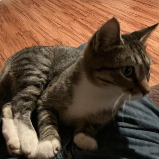 Jace & Jax, a Adoptable Tabby in Waverly, IA image 4/6