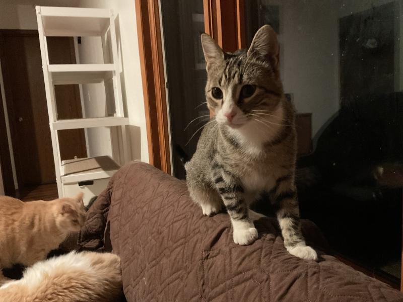 Jace & Jax, a Adoptable Tabby in Waverly, IA image 5/6