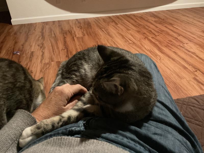 Jace & Jax, a Adoptable Tabby in Waverly, IA image 6/6