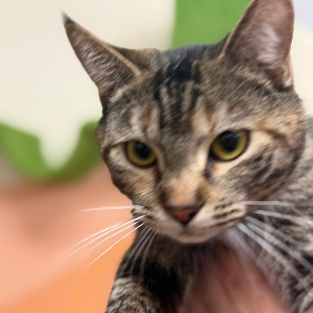 Enlarge Samba, a Adoptable Domestic Short Hair in Idaho Falls, ID image 1/6