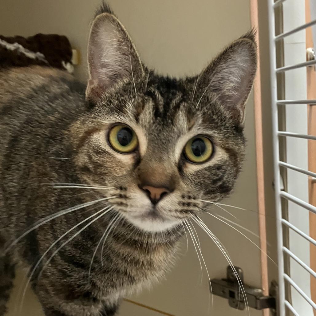 Enlarge Samba, a Adoptable Domestic Short Hair in Idaho Falls, ID image 2/6