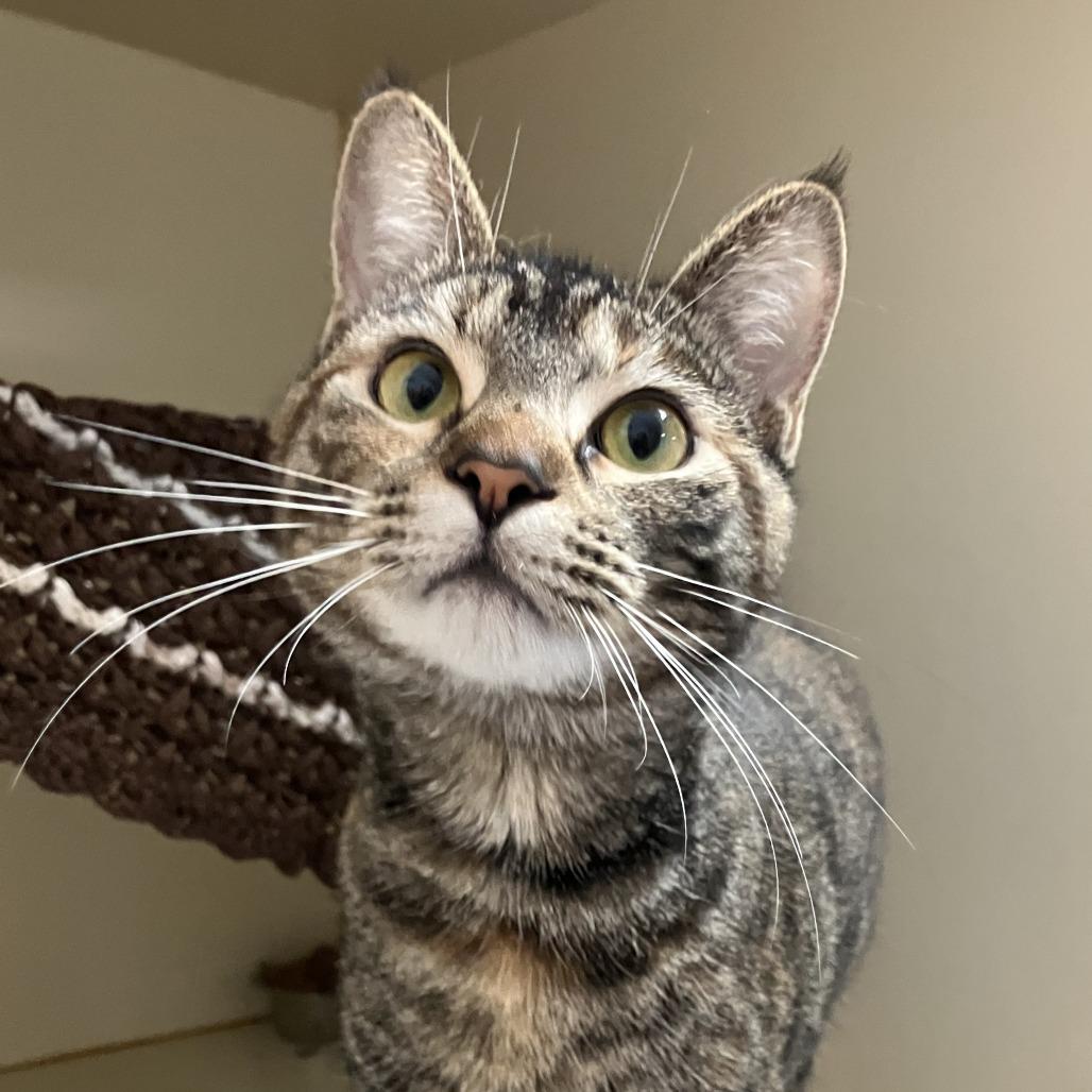 Enlarge Samba, a Adoptable Domestic Short Hair in Idaho Falls, ID image 3/6