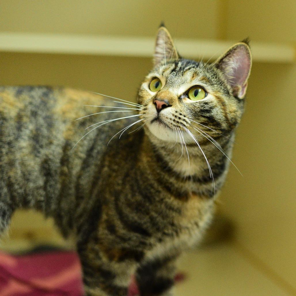 Enlarge Samba, a Adoptable Domestic Short Hair in Idaho Falls, ID image 4/6