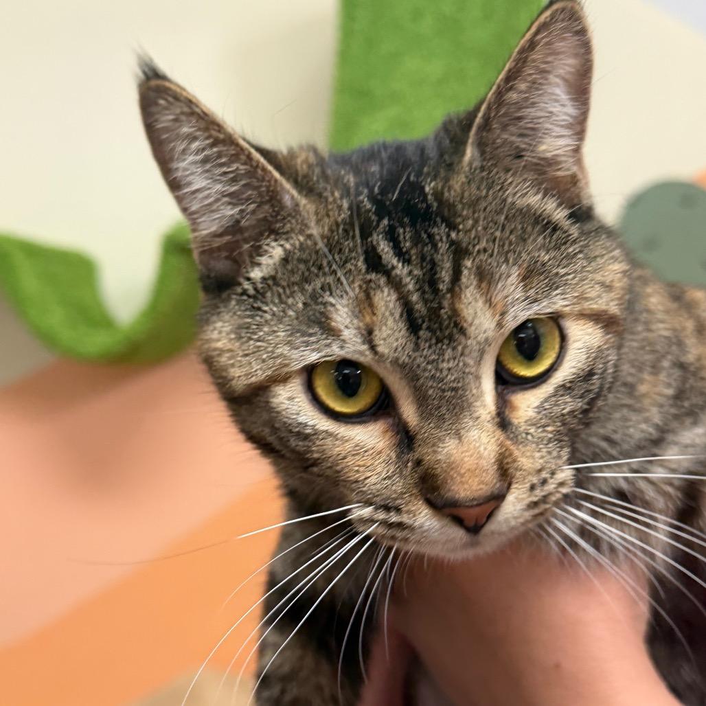 Enlarge Samba, a Adoptable Domestic Short Hair in Idaho Falls, ID image 5/6