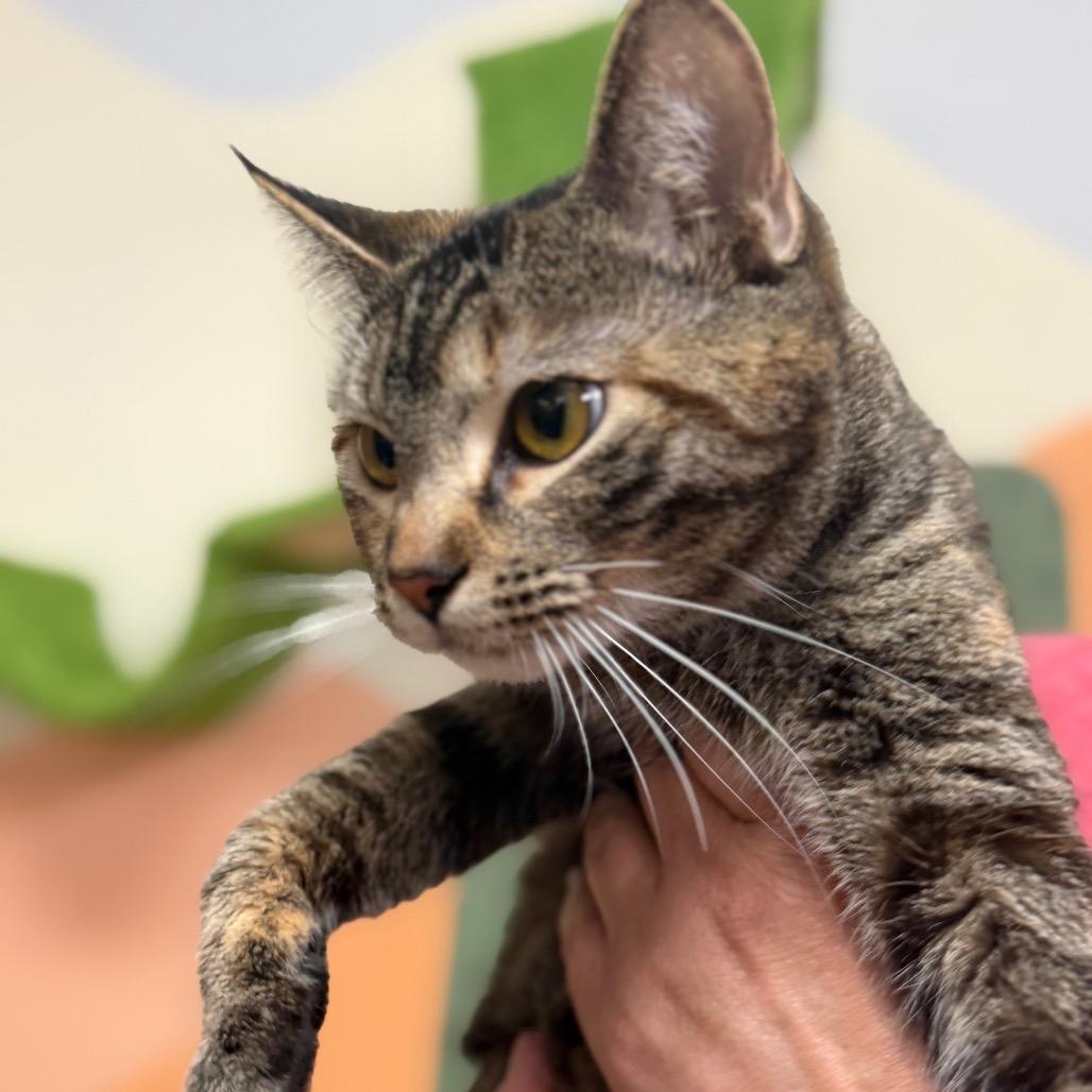 Enlarge Samba, a Adoptable Domestic Short Hair in Idaho Falls, ID image 6/6