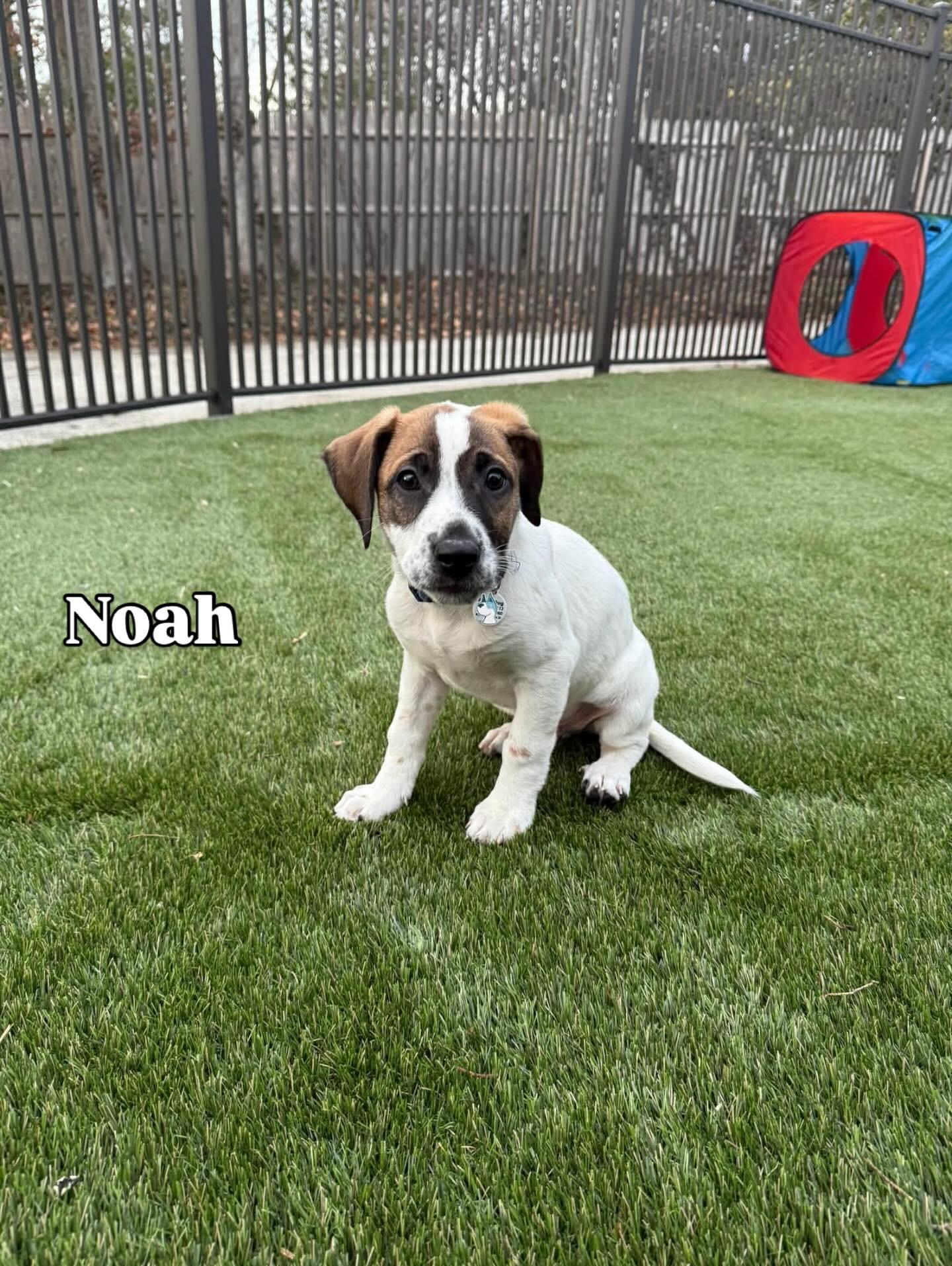 Noah, ADOPTABLE, Puppy Male Labrador Retriever & Pointer.