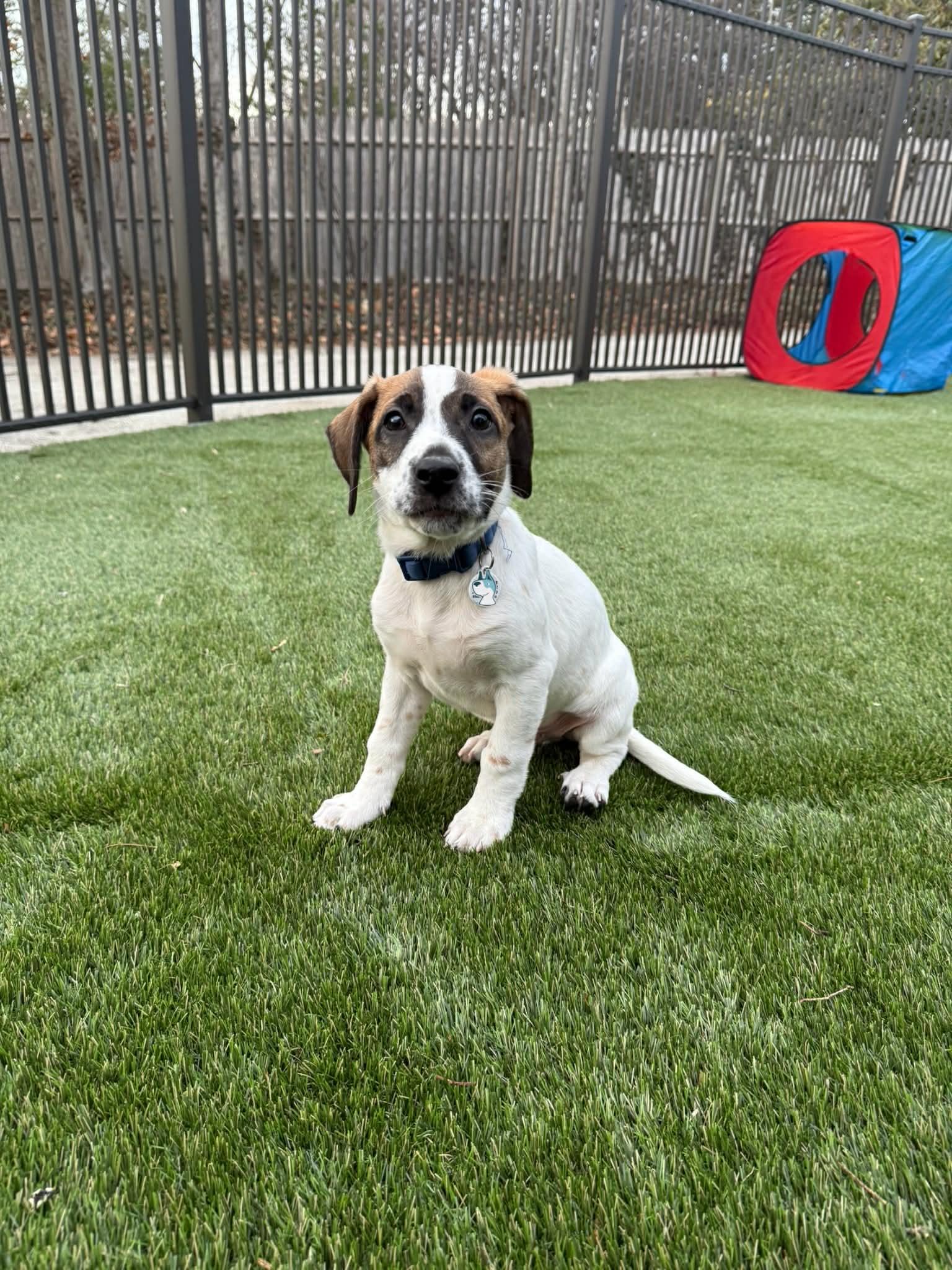 Enlarge Noah, a ADOPTABLE mixed breed in Hatfield, PA image 4/4