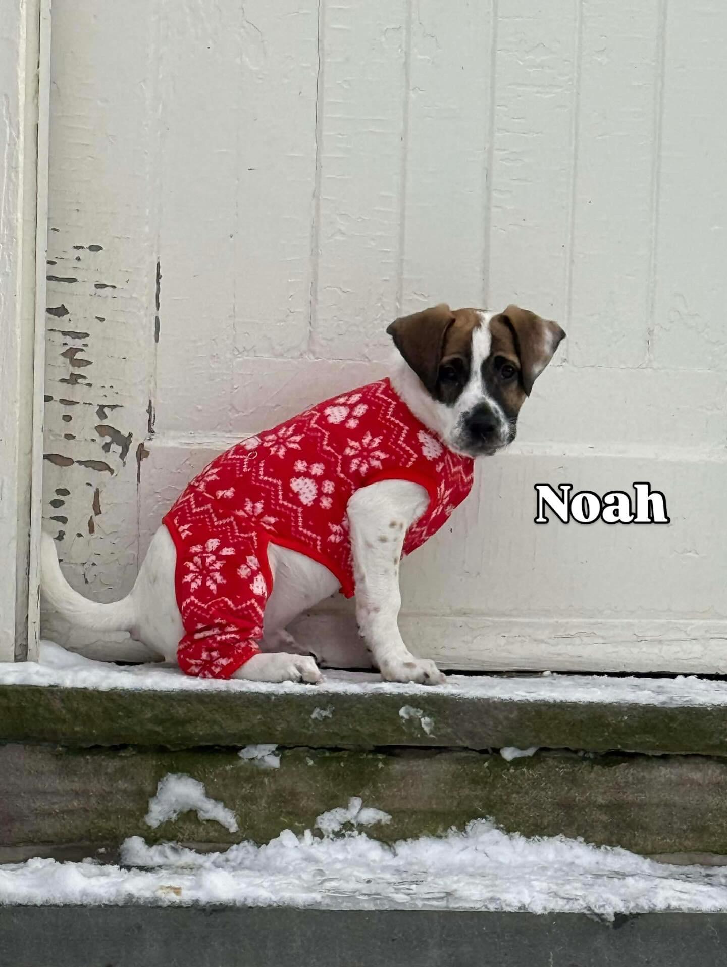 Enlarge Noah, a ADOPTABLE mixed breed in Hatfield, PA image 2/4