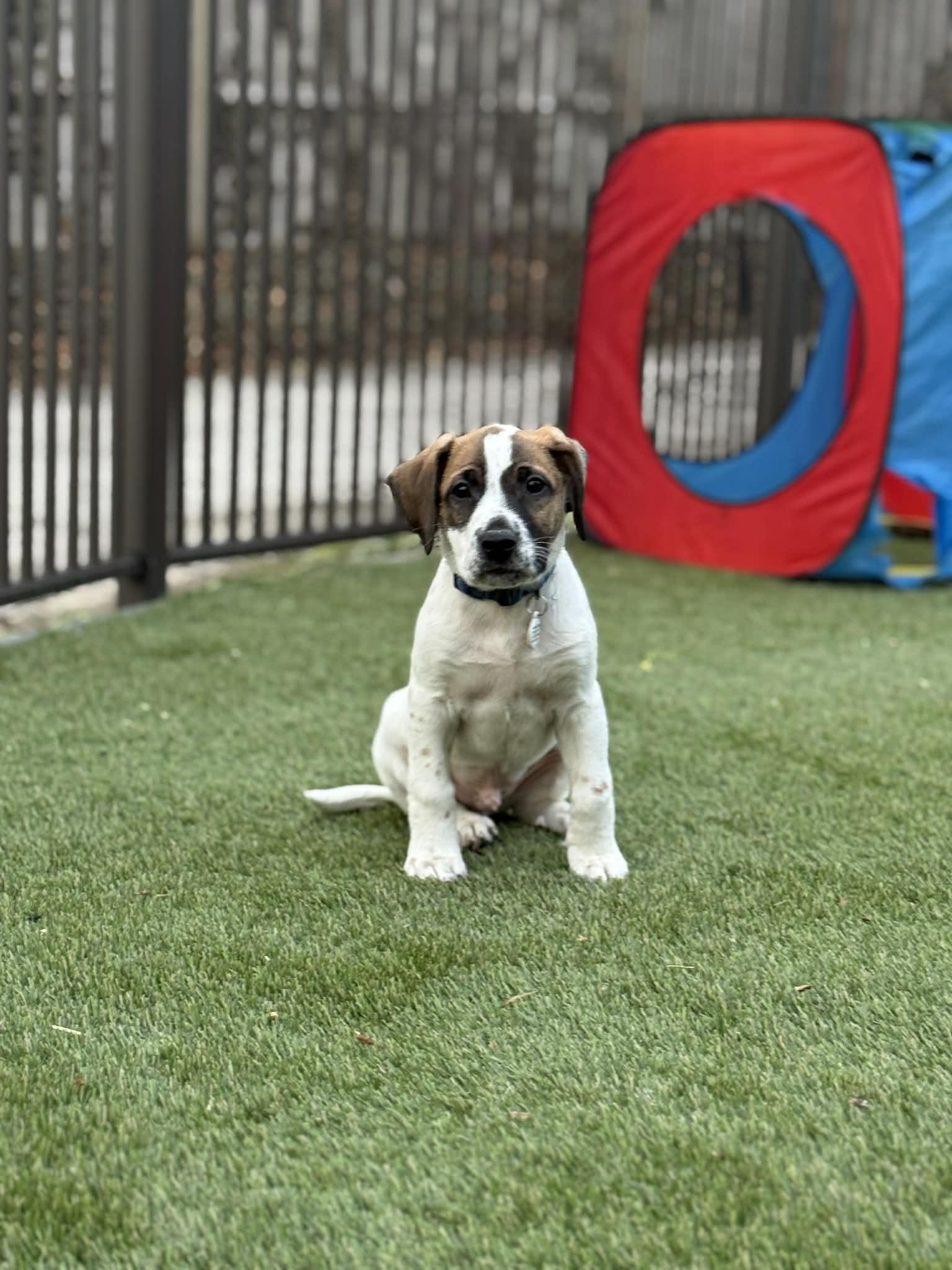 Enlarge Noah, a ADOPTABLE mixed breed in Hatfield, PA image 3/4