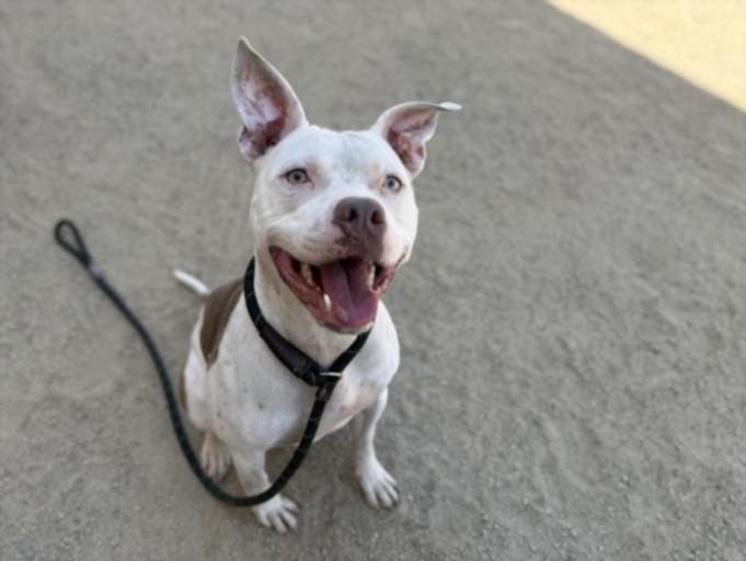 Enlarge GOTTI, a Adoptable mixed breed in Los Angeles, CA image 1/1