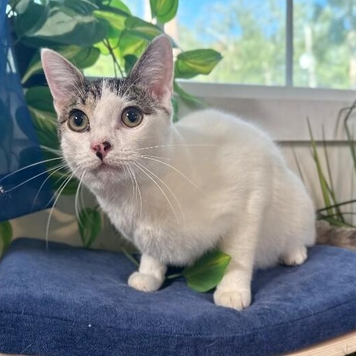 Grasshopper Zapata — thumbnail 4