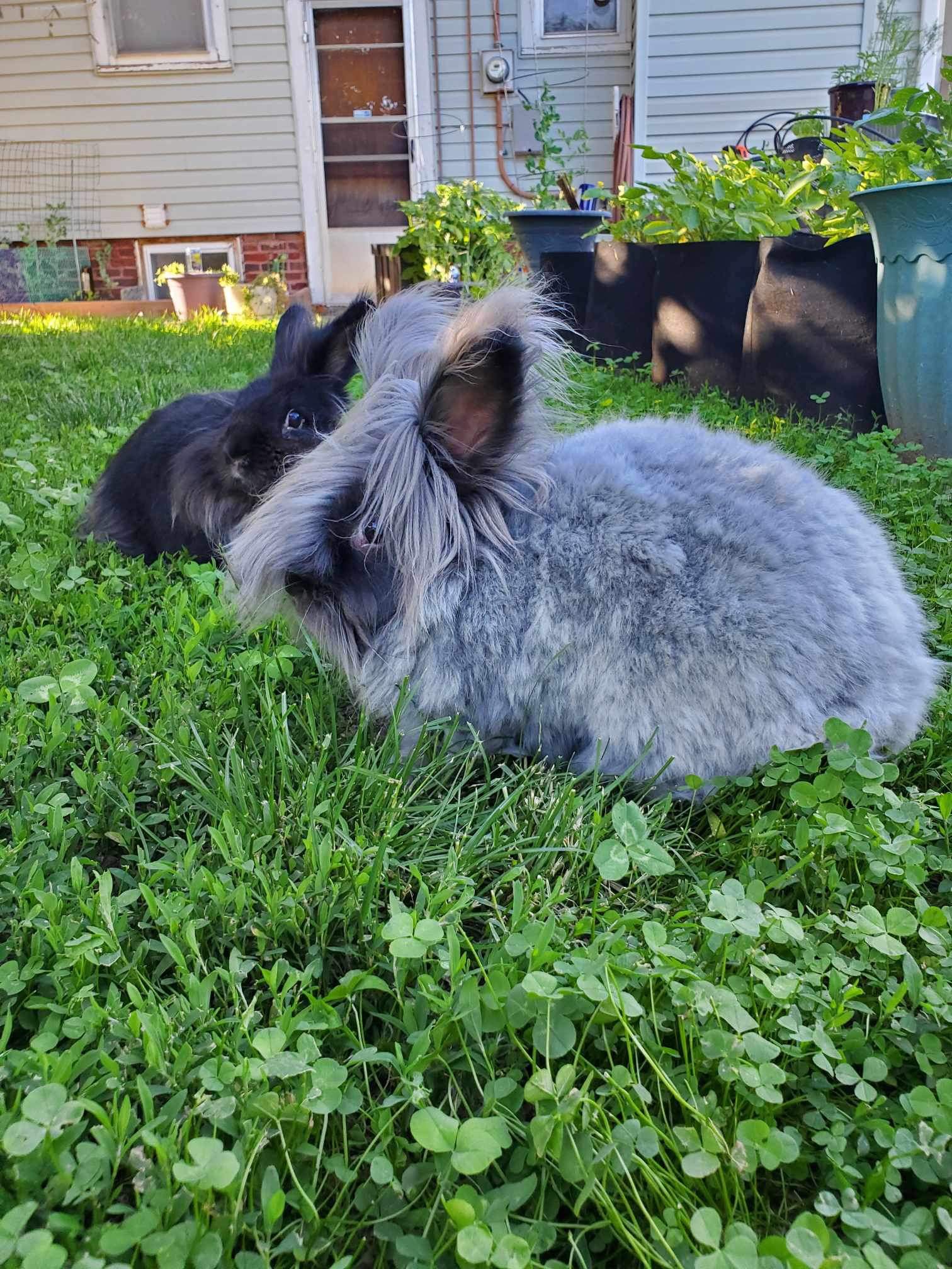 Rabbit for adoption - Zhara and Luna (bonded pair), an Angora  
