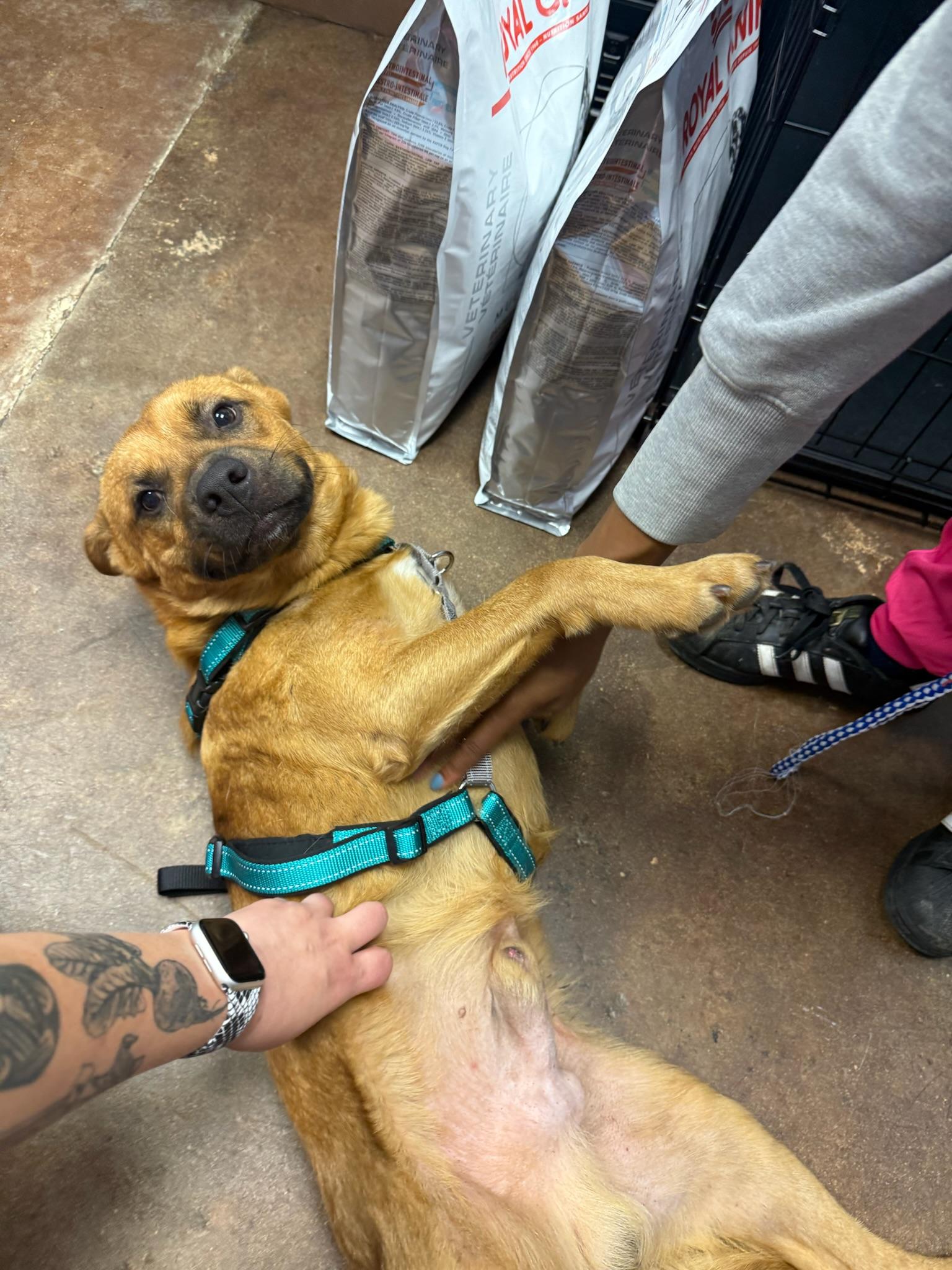 Miles Thomas, a Adoptable Mixed Breed in Memphis, TN image 3/6