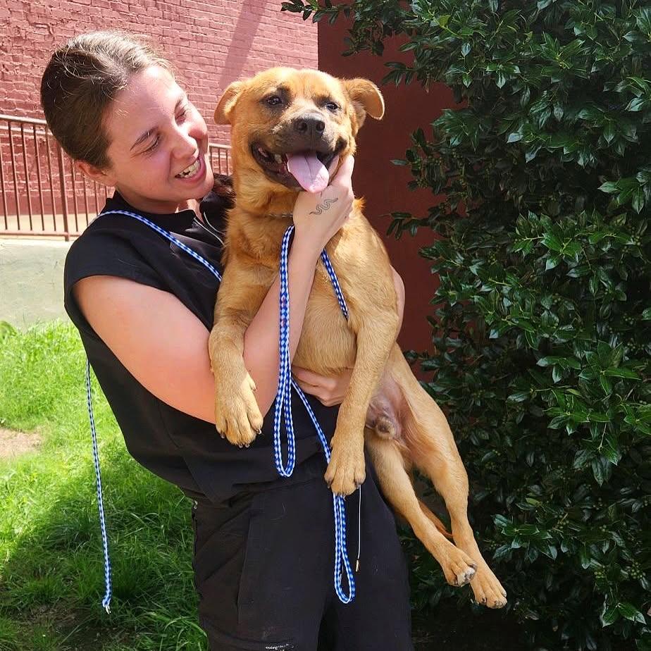 Miles Thomas, a Adoptable Mixed Breed in Memphis, TN image 2/6