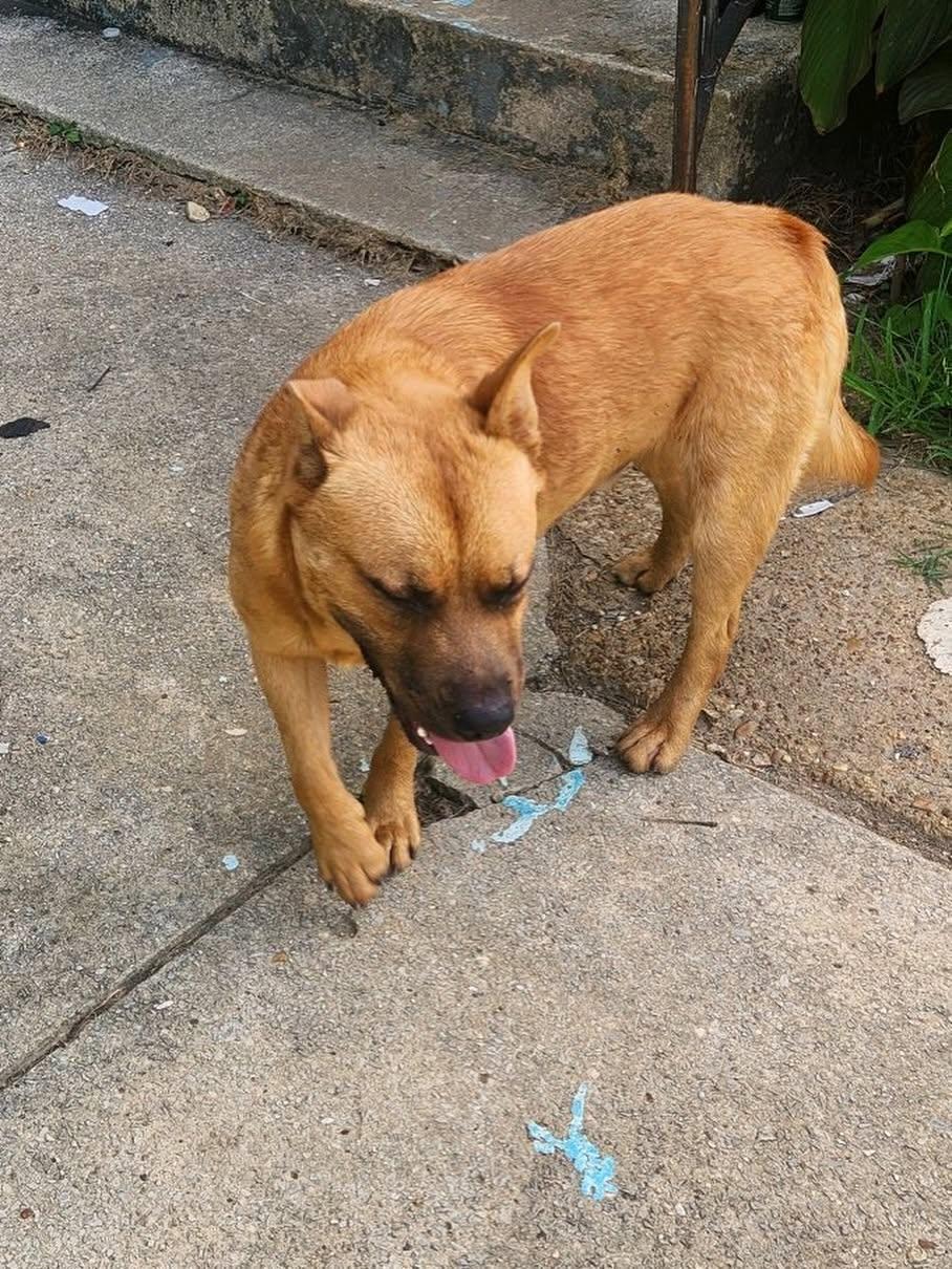Miles Thomas, a Adoptable Mixed Breed in Memphis, TN image 4/6