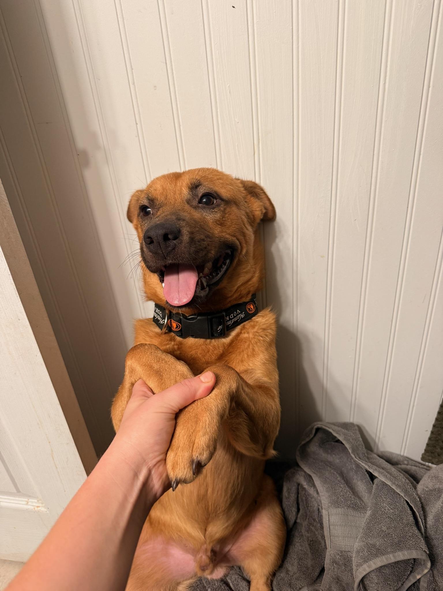 Enlarge Miles Thomas, a Adoptable Mixed Breed in Memphis, TN image 2/6