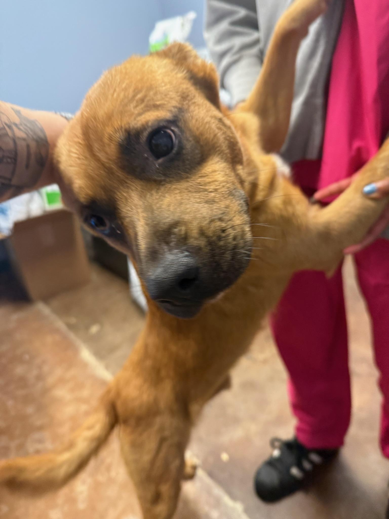 Miles Thomas, a Adoptable Mixed Breed in Memphis, TN image 5/6