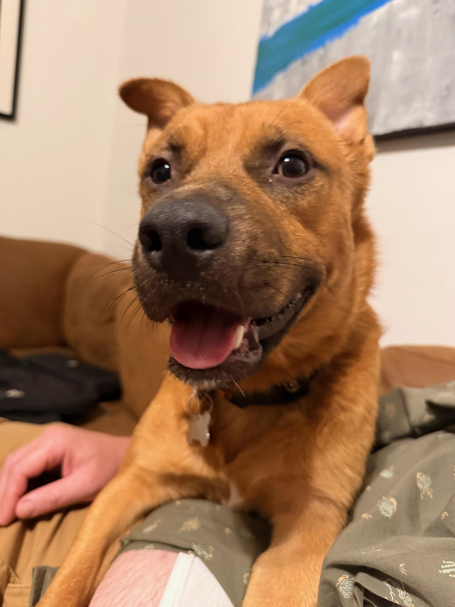 Enlarge Miles Thomas, a Adoptable Mixed Breed in Memphis, TN image 1/6