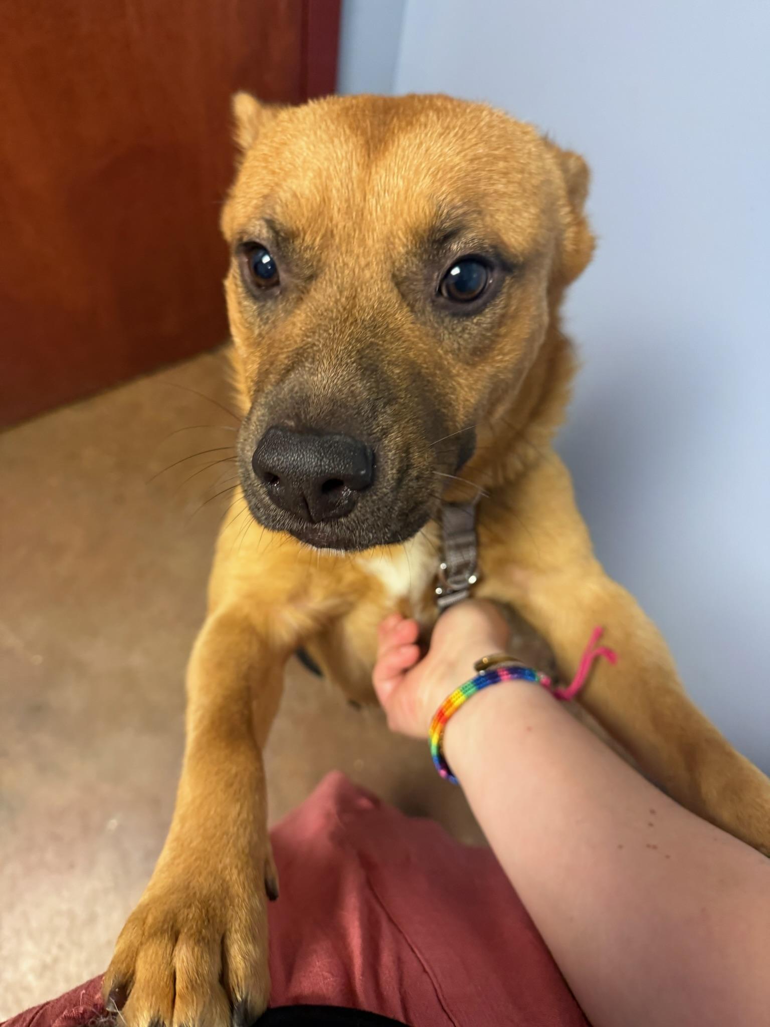 Miles Thomas, Adoptable, Young Male Mixed Breed.