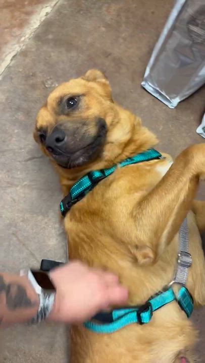 Enlarge Miles Thomas, a Adoptable Mixed Breed in Memphis, TN video 6/6