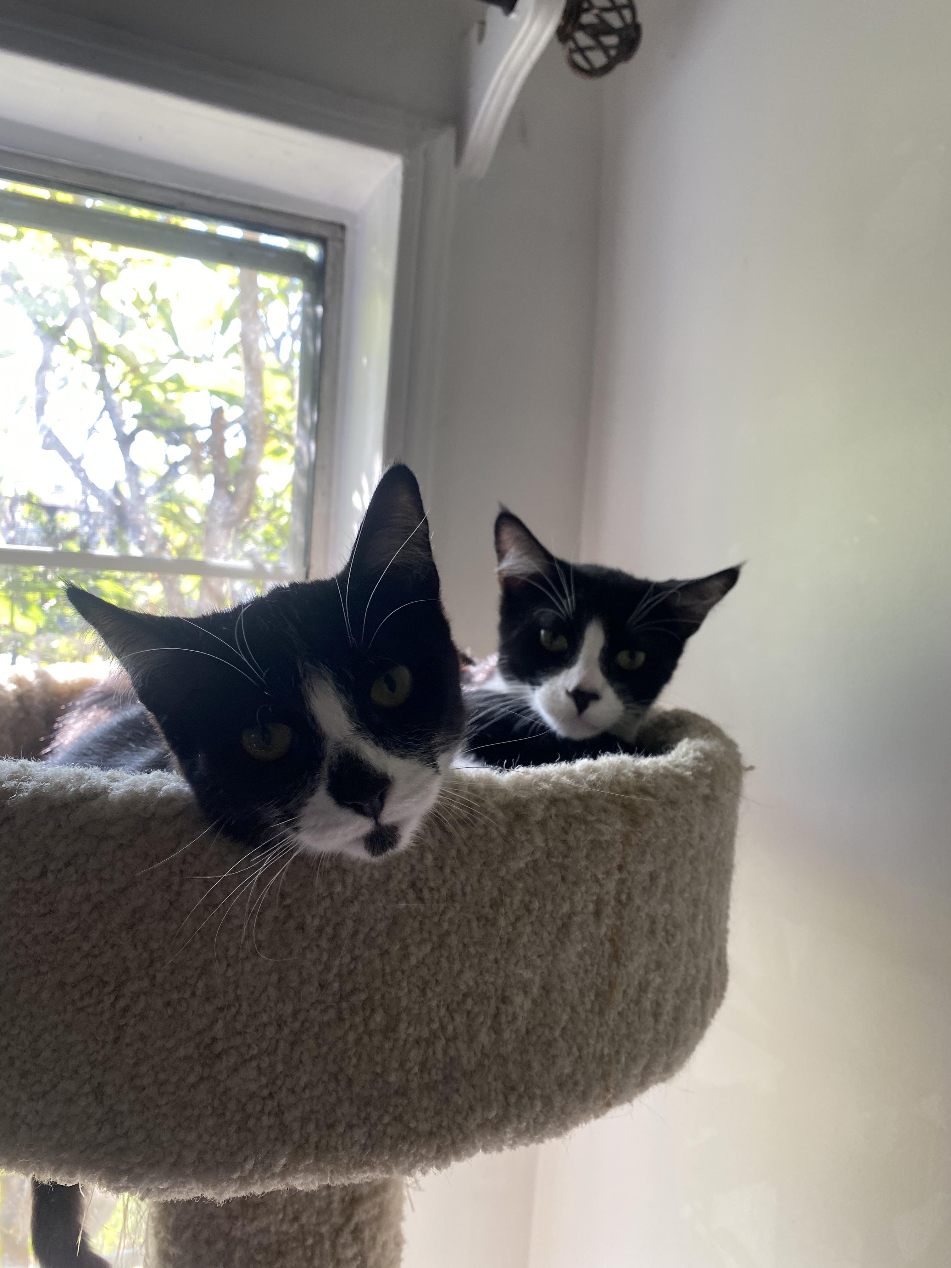 Enlarge Arthur & D.W. [bonded pair], a Adoptable Domestic Short Hair in Long Beach, CA image 2/5