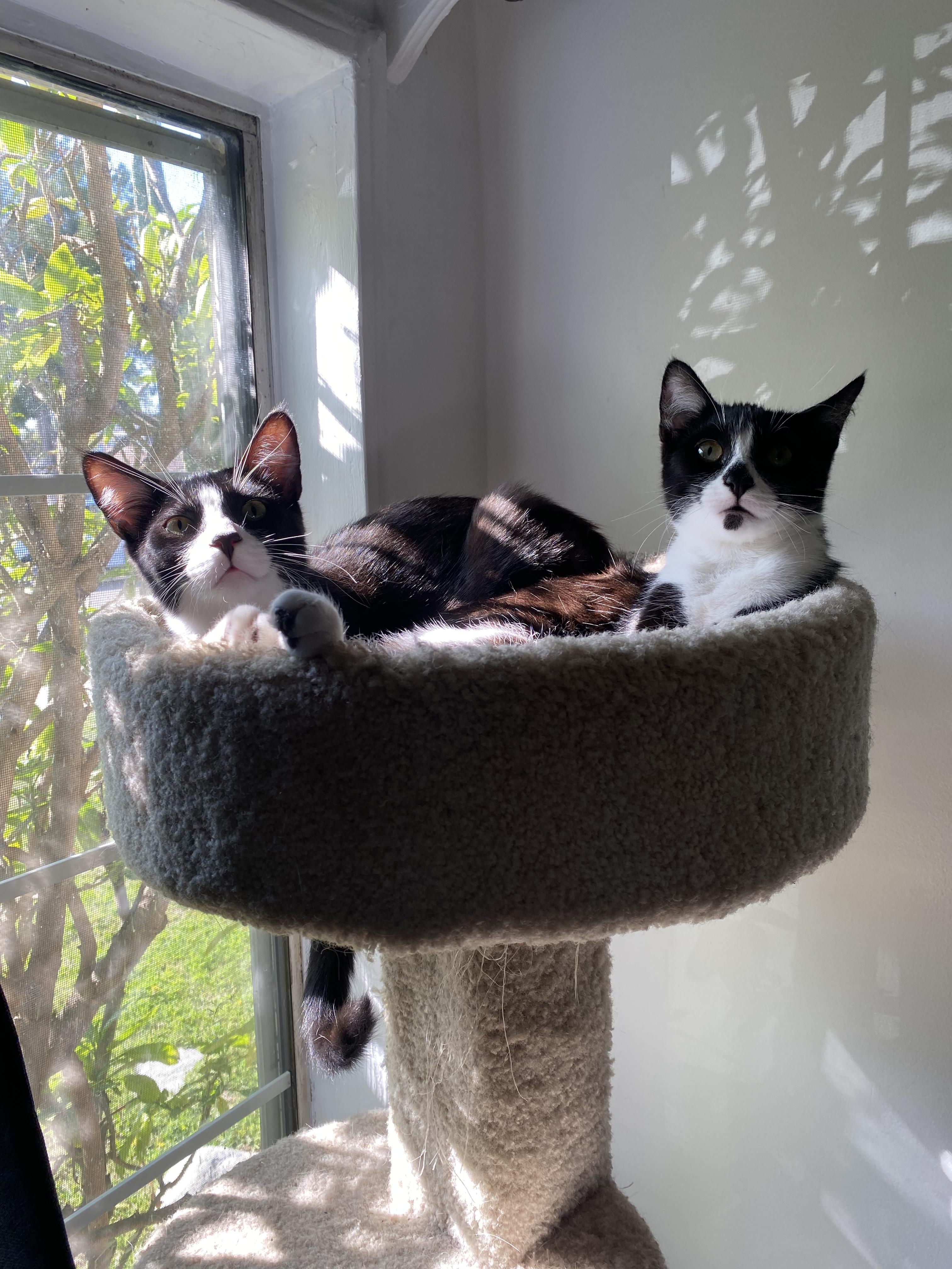 Arthur & D.W. [bonded pair], Adoptable, Young Male Domestic Short Hair.