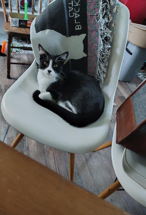 Enlarge Arthur & D.W. [bonded pair], a Adoptable Domestic Short Hair in Long Beach, CA image 1/5