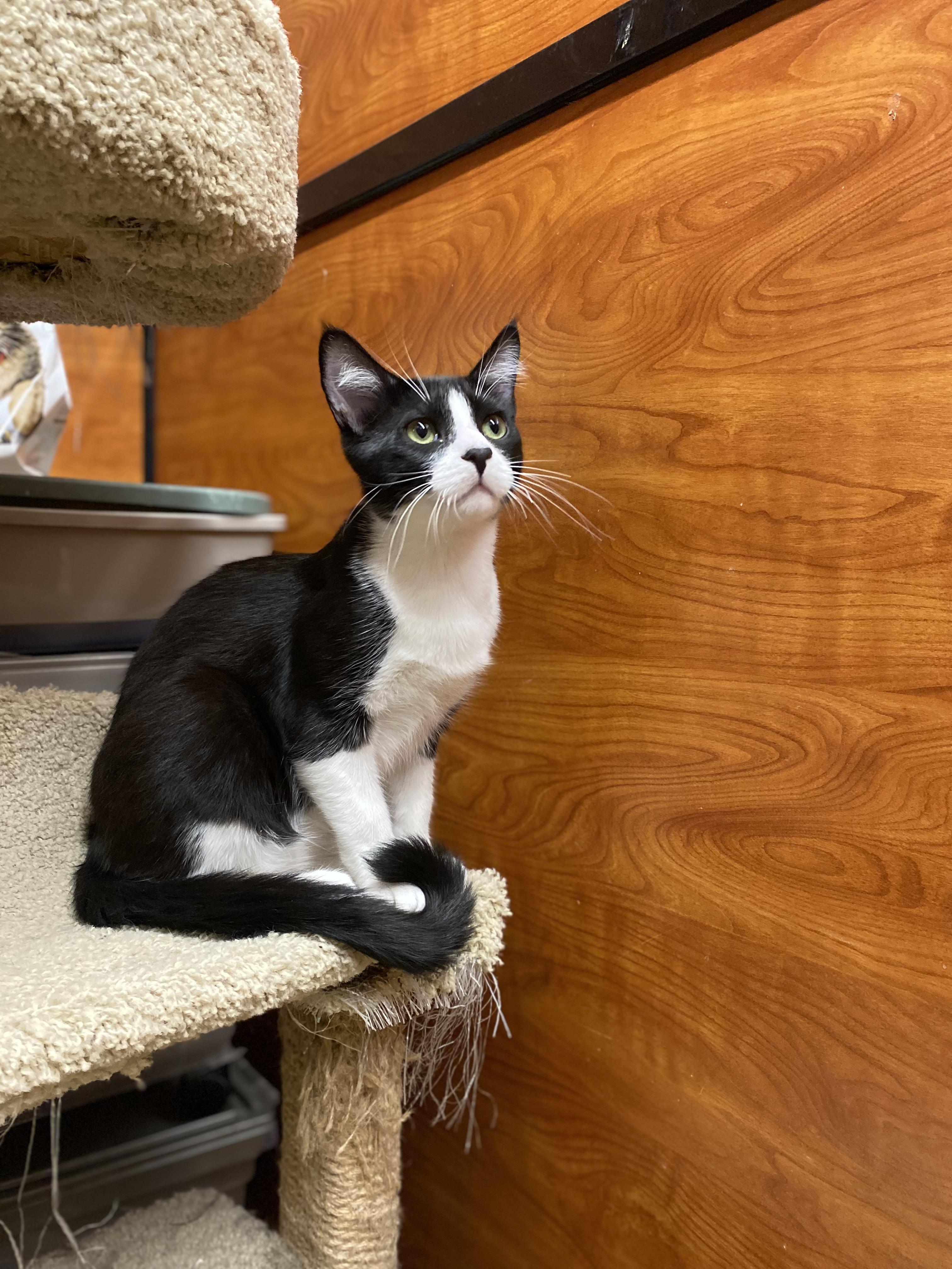Enlarge Arthur & D.W. [bonded pair], a Adoptable Domestic Short Hair in Long Beach, CA image 4/5