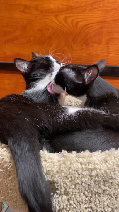 Enlarge Arthur & D.W. [bonded pair], a Adoptable Domestic Short Hair in Long Beach, CA video 5/5