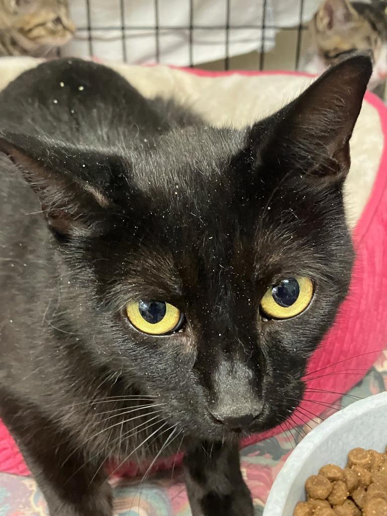 Enlarge Kathy, a Adoptable mixed breed in Lunenburg, MA image 1/1